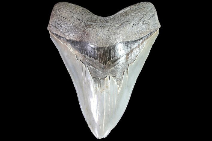 Serrated, Fossil Megalodon Tooth - Georgia #86069